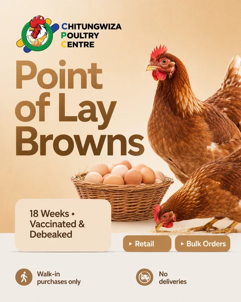Point of lay campaign for Chitungwiza Poultry Centre